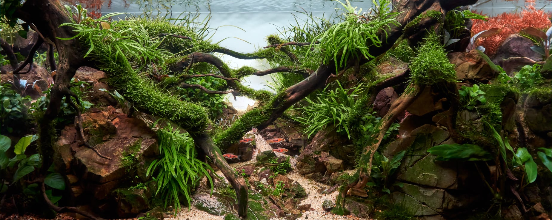 Lush Aquariums, Delivered in Record Time